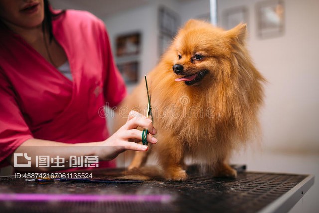 宠物美容仪制作狗美容仪Pet groomer makes grooming dog